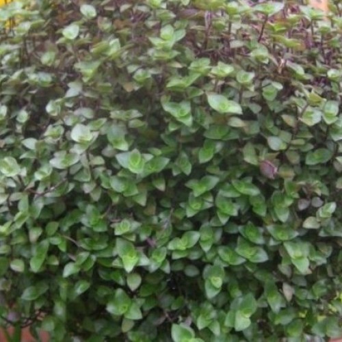 Dwarf Bolivian Wandering Jew - Tradescantia Minima Callisia Repens...