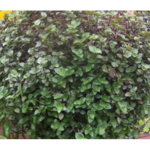 Dwarf Bolivian Wandering Jew - Tradescantia Minima Callisia Repens...