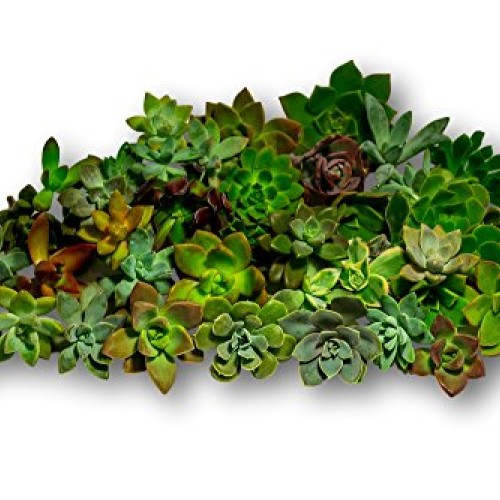 Fat Plants San Diego 45 Rosette Succulent Cuttings