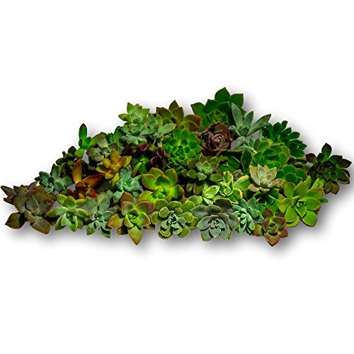 Fat Plants San Diego 45 Rosette Succulent Cuttings