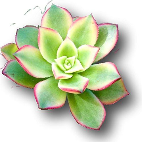 Fat Plants San Diego Large Rosette Succulent Cutting Packages 5