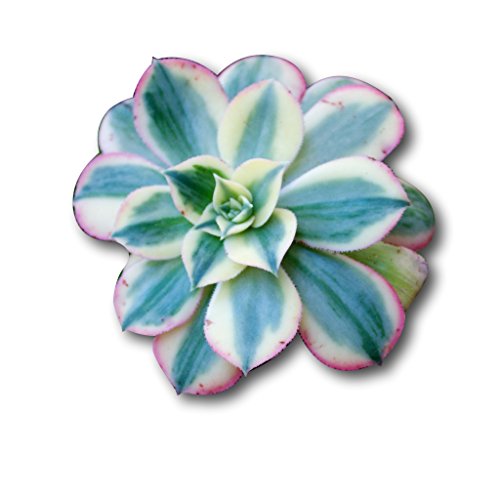 Fat Plants San Diego Large Rosette Succulent Cutting Packages 5