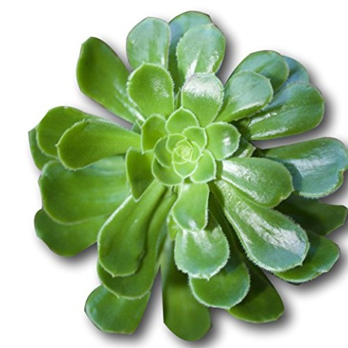 Fat Plants San Diego Large Rosette Succulent Cutting Packages 5