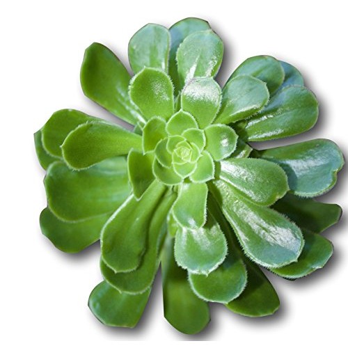Fat Plants San Diego Large Rosette Succulent Cutting Packages 5