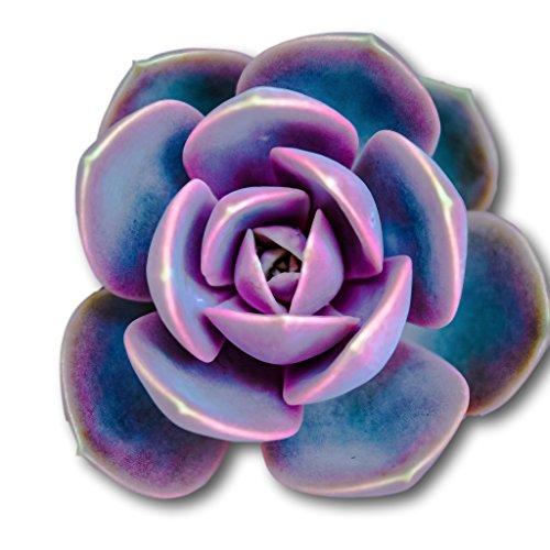 Fat Plants San Diego Large Rosette Succulent Cutting Packages 5