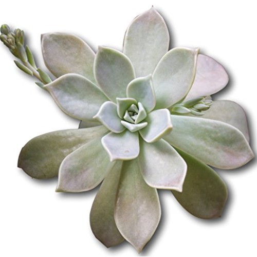 Fat Plants San Diego Large Rosette Succulent Cutting Packages 5