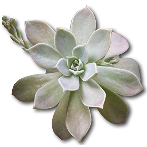 Fat Plants San Diego Large Rosette Succulent Cutting Packages 5