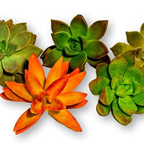 Fat Plants San Diego Large Rosette Succulent Cutting Packages 5