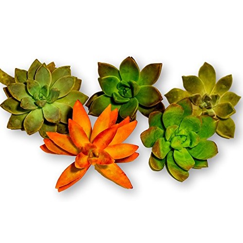 Fat Plants San Diego Large Rosette Succulent Cutting Packages 5