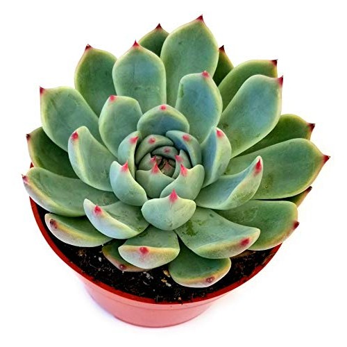 Fat Plants San Diego Live Echeveria Succulent Plant in a 4 inch Pl...