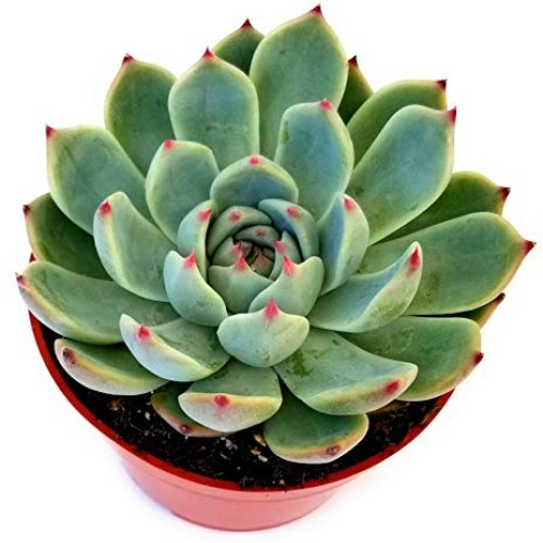 Fat Plants San Diego Live Echeveria Succulent Plant in a 4 inch Pl...