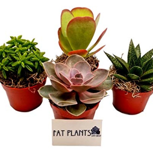 Fat Plants San Diego Live Succulent Plant Variety Collection