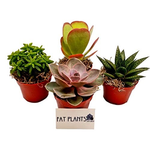 Fat Plants San Diego Live Succulent Plant Variety Collection