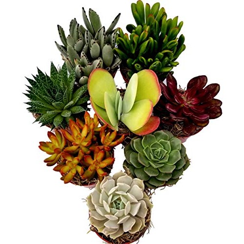 Fat Plants San Diego Live Succulent Plant Variety Collection
