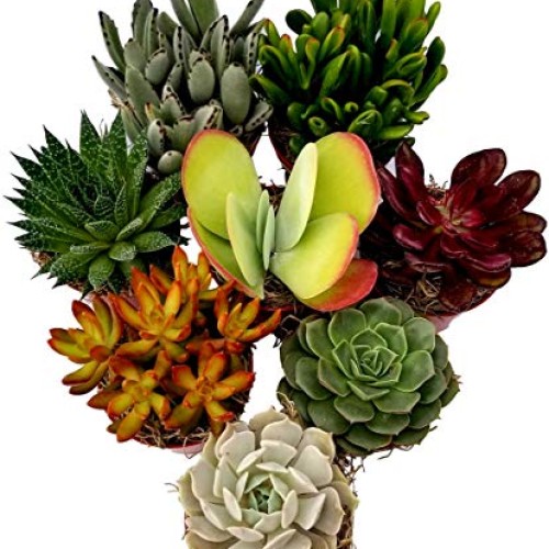 Fat Plants San Diego Live Succulent Plant Variety Collection