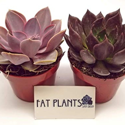 Fat Plants San Diego Live Succulent Plant Variety Collection