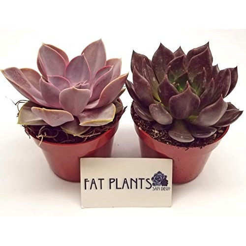 Fat Plants San Diego Live Succulent Plant Variety Collection