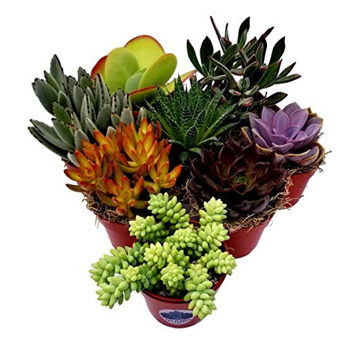 Fat Plants San Diego Live Succulent Plant Variety Collection