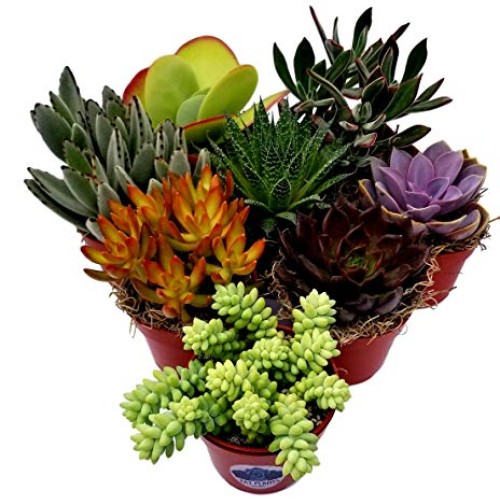 Fat Plants San Diego Live Succulent Plant Variety Collection