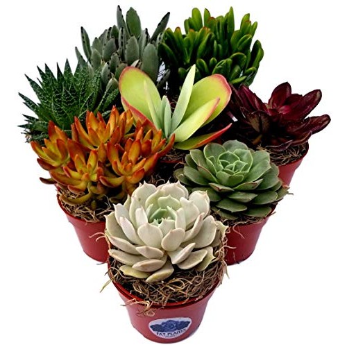 Fat Plants San Diego Live Succulent Plant Variety Collection
