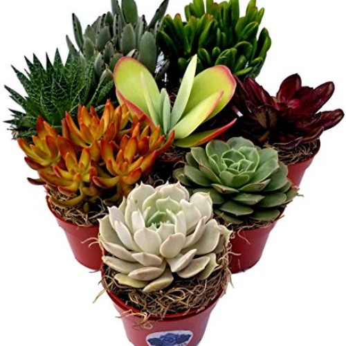 Fat Plants San Diego Live Succulent Plant Variety Collection
