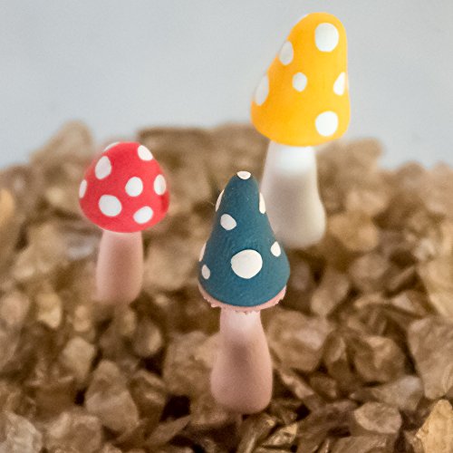 Fat Plants San Diego Mini Terrarium Mushrooms, 5 Piece