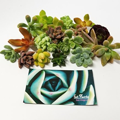 Fat Plants San Diego Miniature Fairy Garden Succulent Cuttings 25