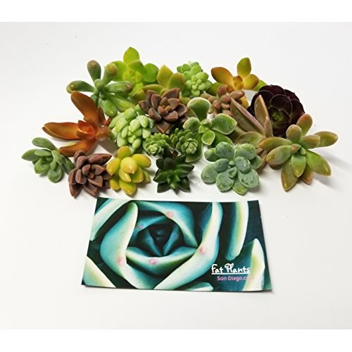Fat Plants San Diego Miniature Fairy Garden Succulent Cuttings 25