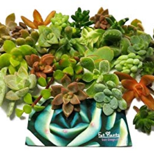 Fat Plants San Diego Miniature Fairy Garden Succulent Cuttings 25