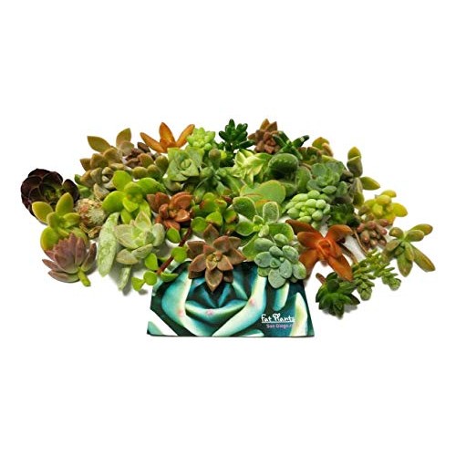Fat Plants San Diego Miniature Fairy Garden Succulent Cuttings 25