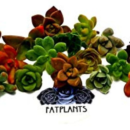 Fat Plants San Diego Miniature Rosette Succulent Cuttings 15