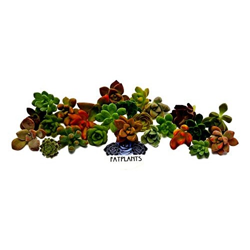 Fat Plants San Diego Miniature Rosette Succulent Cuttings 15