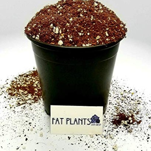 Fat Plants San Diego Premium Organic Cacti and Succulent Soil with...