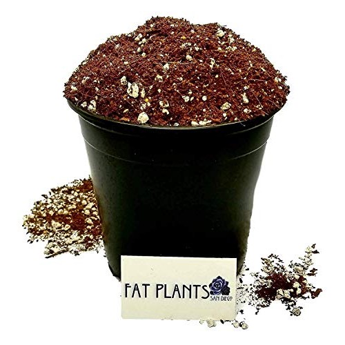 Fat Plants San Diego Premium Organic Cacti and Succulent Soil with...