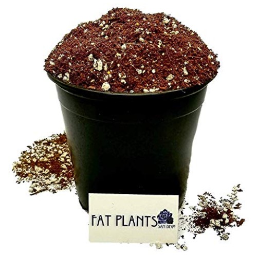 Fat Plants San Diego Premium Organic Cacti and Succulent Soil with...
