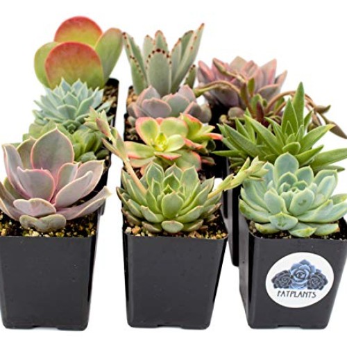 Fat Plants San Diego Premium Succulent Plant Variety Package. Live...