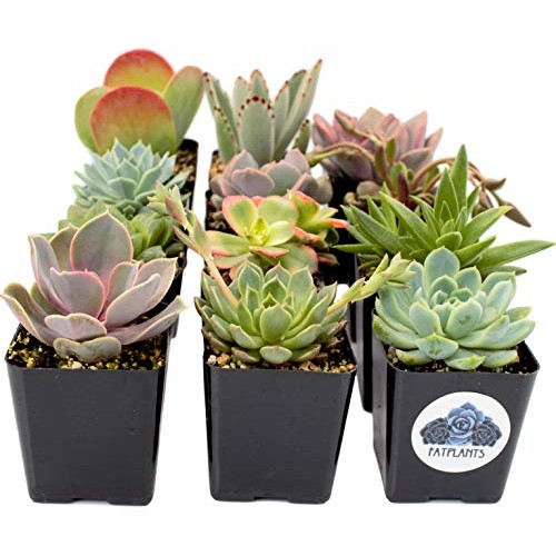 Fat Plants San Diego Premium Succulent Plant Variety Package. Live...