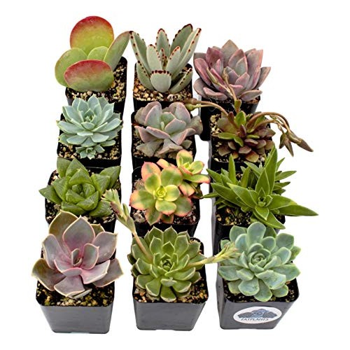 Fat Plants San Diego Premium Succulent Plant Variety Package. Live...