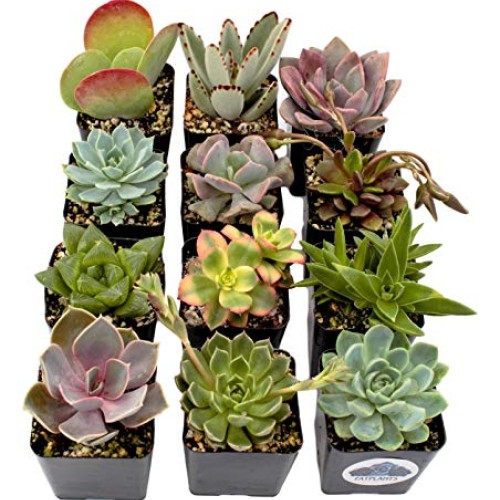 Fat Plants San Diego Premium Succulent Plant Variety Package. Live...