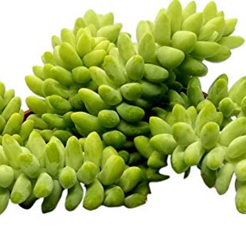 Fat Plants San Diego Sedum Morganianum Burrito or Donkey Tail Succ...