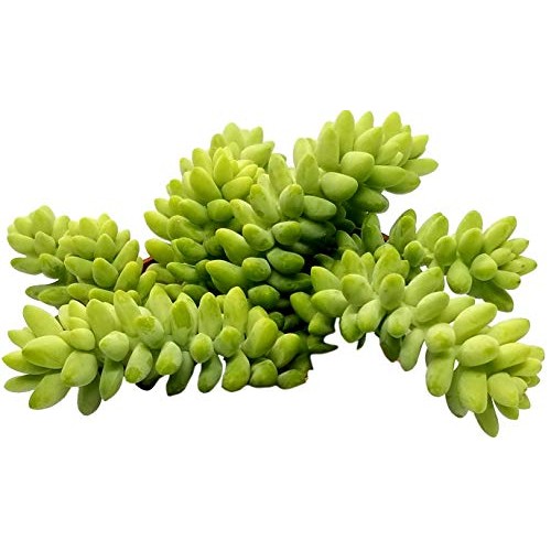 Fat Plants San Diego Sedum Morganianum Burrito or Donkey Tail Succ...