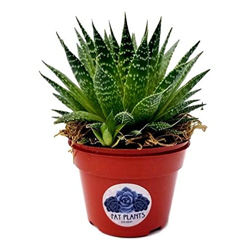 Fat Plants San Diego Succulent Plants Fully Rooted in 4 inch Pla...