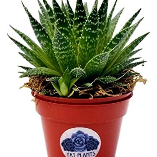Fat Plants San Diego Succulent Plants Fully Rooted in 4 inch Pla...