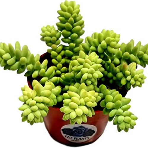 Fat Plants San Diego Succulent Plants Fully Rooted in 4 inch Pla...