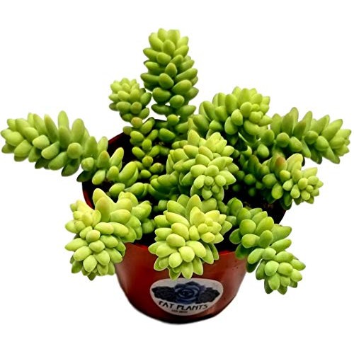 Fat Plants San Diego Succulent Plants Fully Rooted in 4 inch Pla...