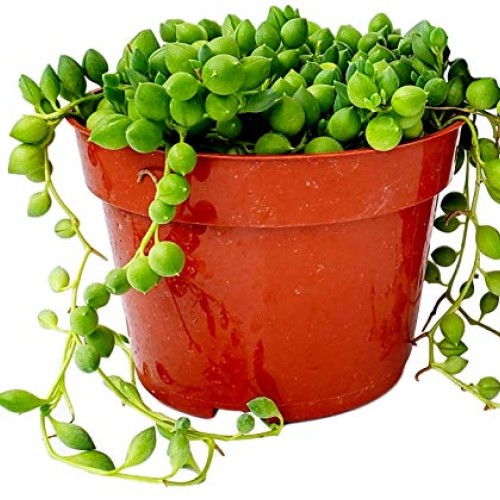 Fat Plants San Diego Succulent Plants Fully Rooted in 4 inch Pla...