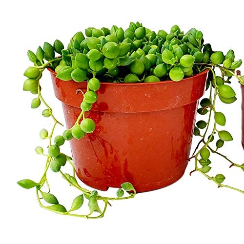 Fat Plants San Diego Succulent Plants Fully Rooted in 4 inch Pla...