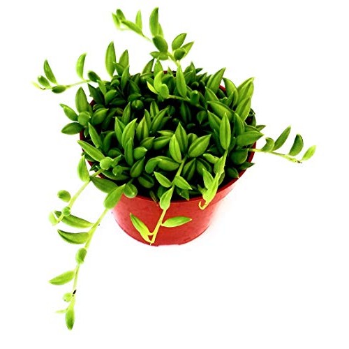 Fat Plants San Diego Succulent Plants Fully Rooted in 4 inch Pla...