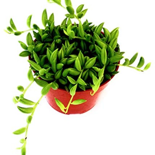 Fat Plants San Diego Succulent Plants Fully Rooted in 4 inch Pla...