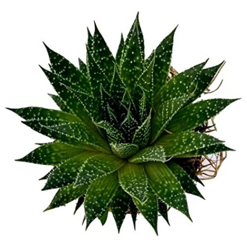 Fat Plants San Diego Succulent Plants Fully Rooted in 4 inch Pla...